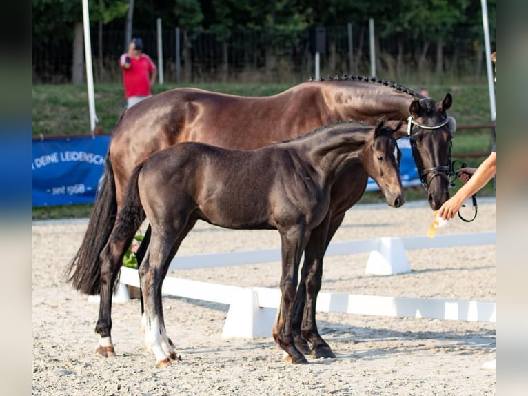 Sang-chaud Mecklembourg Jument 9 Ans 167 cm Noir in Sassen-Trantow