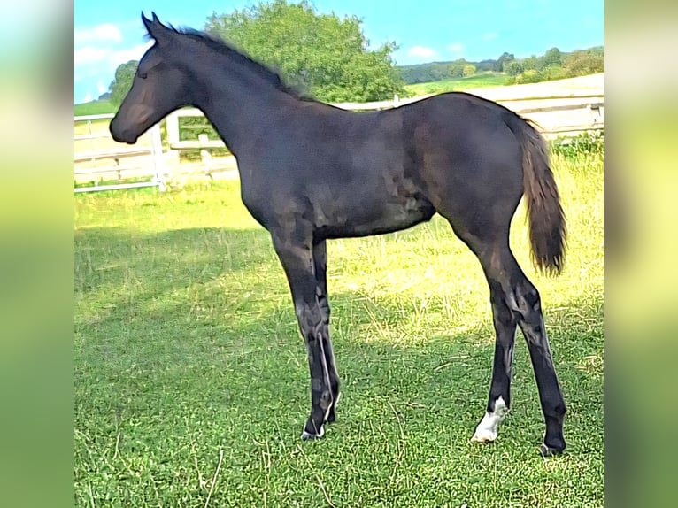 Sang-chaud Mecklembourg Jument Poulain (05/2025) 170 cm Noir in Hageb&#xF6;k