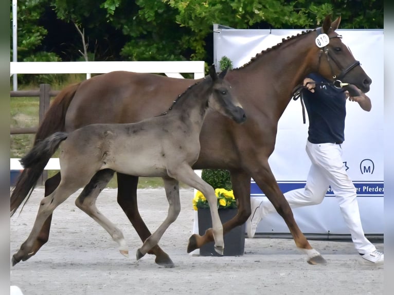 Sang-chaud Mecklembourg Jument Poulain (05/2025) 170 cm Noir in Hageb&#xF6;k