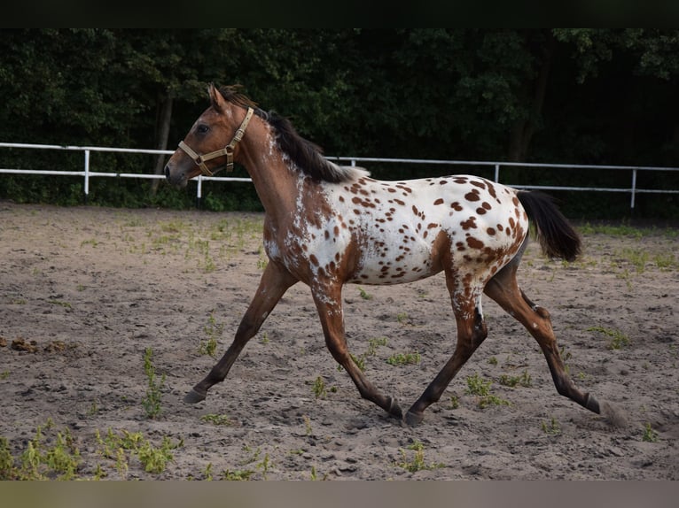Sang-chaud polonais Étalon 1 Année 163 cm Léopard in Chelmno