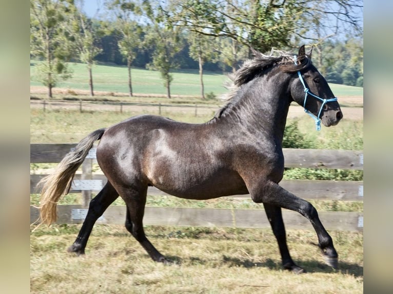 Sang-chaud polonais Croisé Étalon 2 Ans 165 cm Gris in Wielkopolska