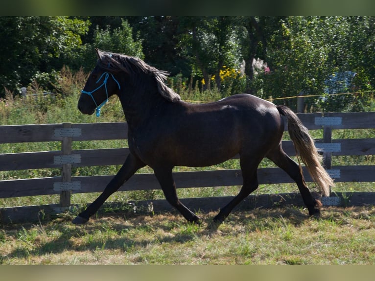 Sang-chaud polonais Croisé Étalon 2 Ans 165 cm Gris in Wielkopolska