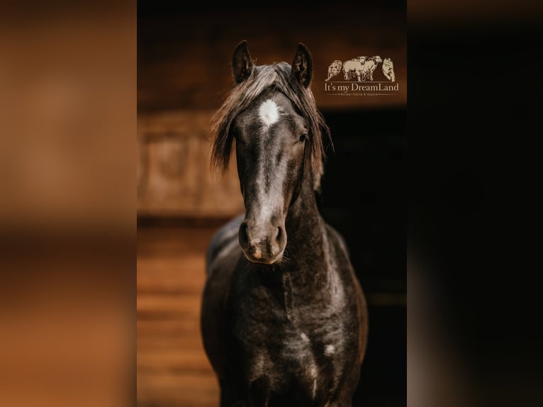 Sang-chaud polonais Croisé Étalon 2 Ans 165 cm Gris in Wielkopolska