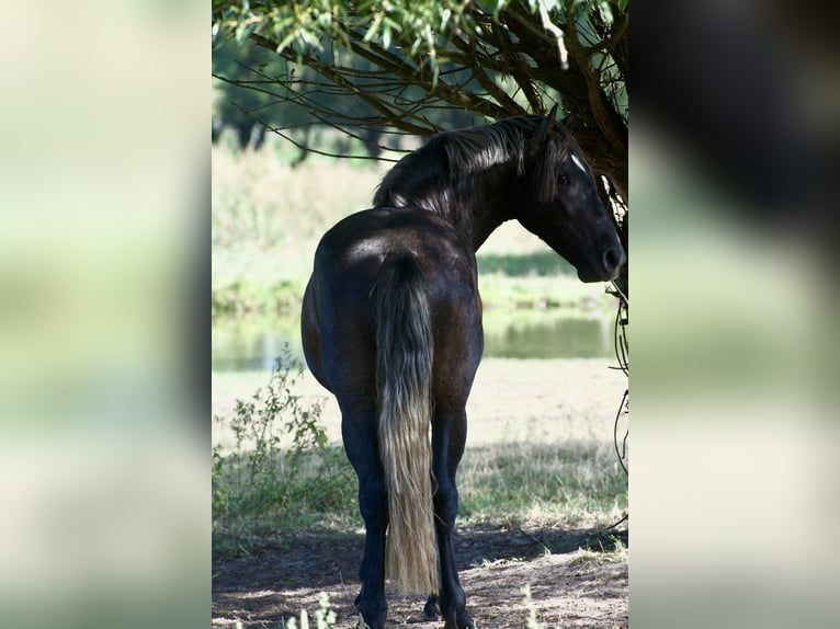 Sang-chaud polonais Croisé Étalon 3 Ans 165 cm Gris in Wielkopolska