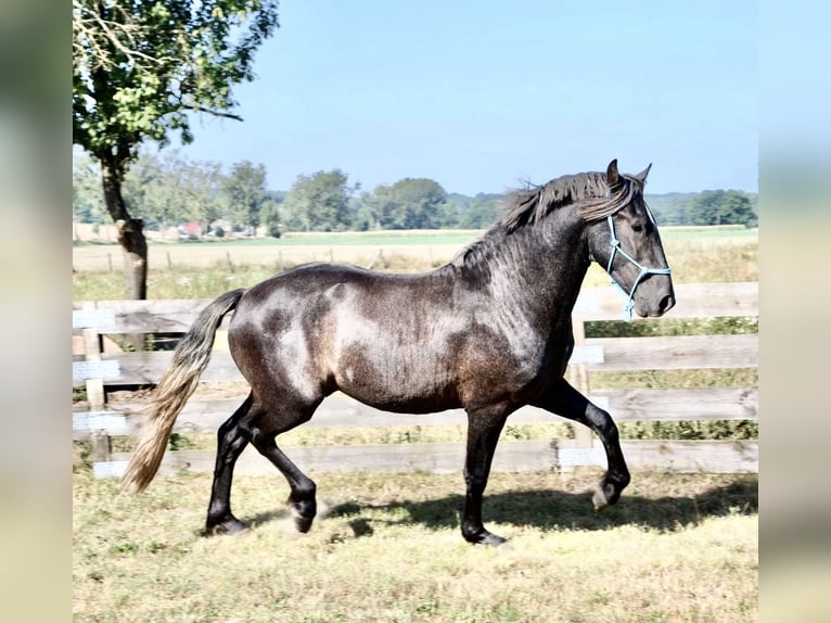 Sang-chaud polonais Croisé Étalon 3 Ans 165 cm Gris in Wielkopolska