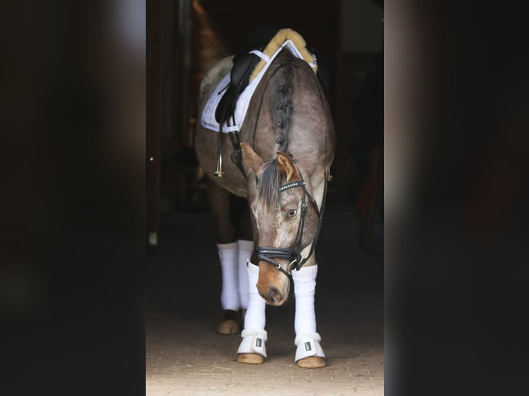 Sang-chaud polonais Étalon 4 Ans 165 cm Léopard in Szemud