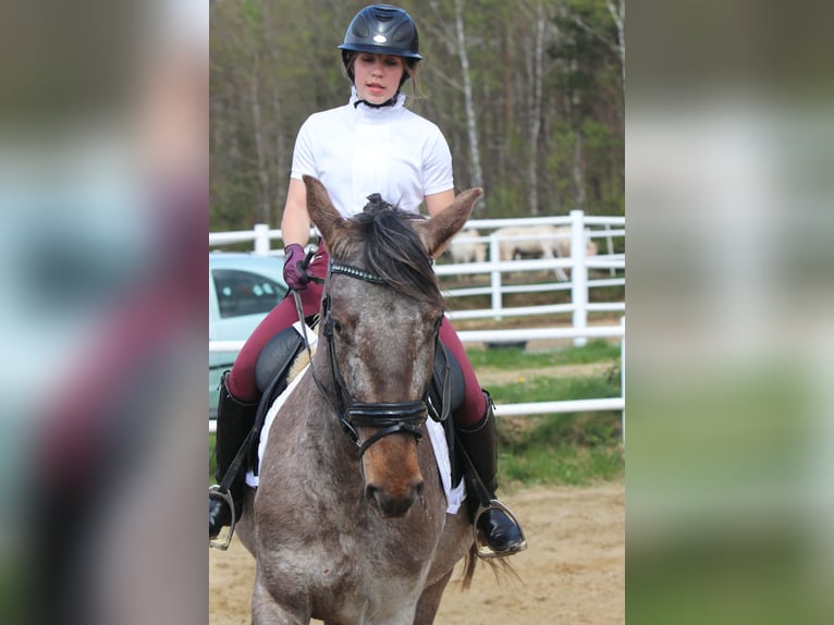 Sang-chaud polonais Étalon 4 Ans 165 cm Léopard in Szemud