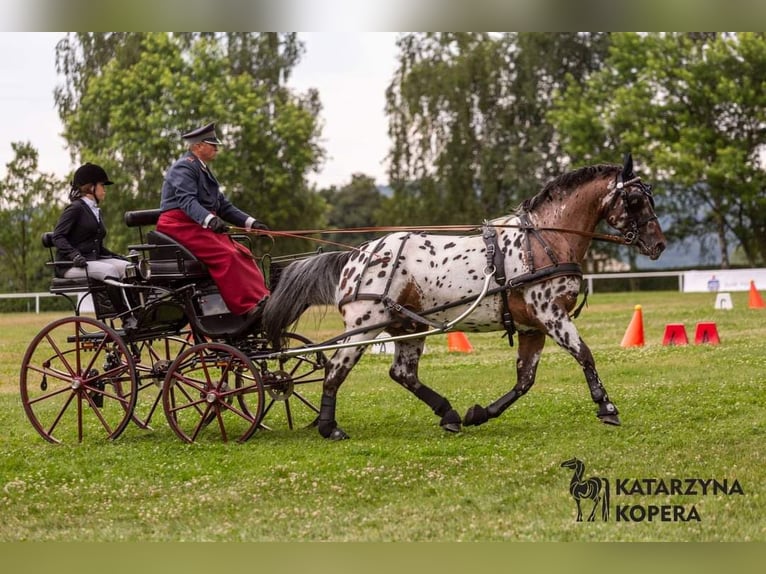 Sang-chaud polonais Étalon 8 Ans 165 cm Léopard in Chelmno