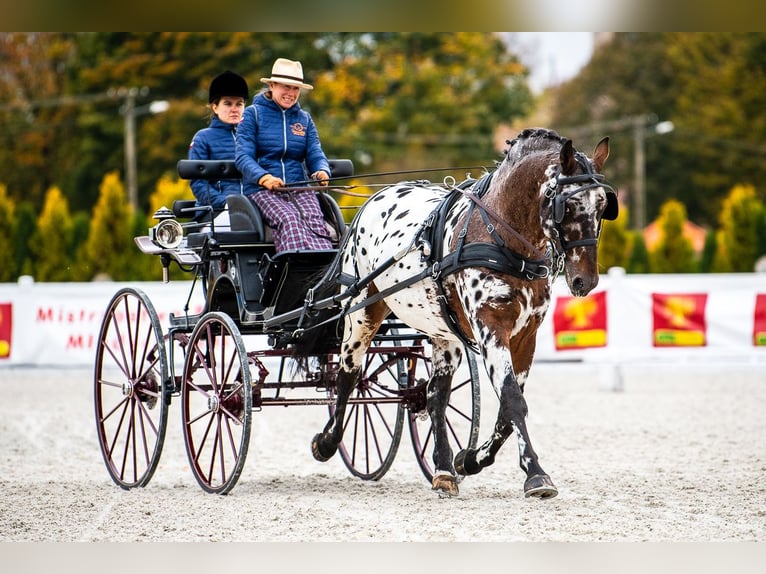 Sang-chaud polonais Étalon 8 Ans 165 cm Léopard in Chełmno