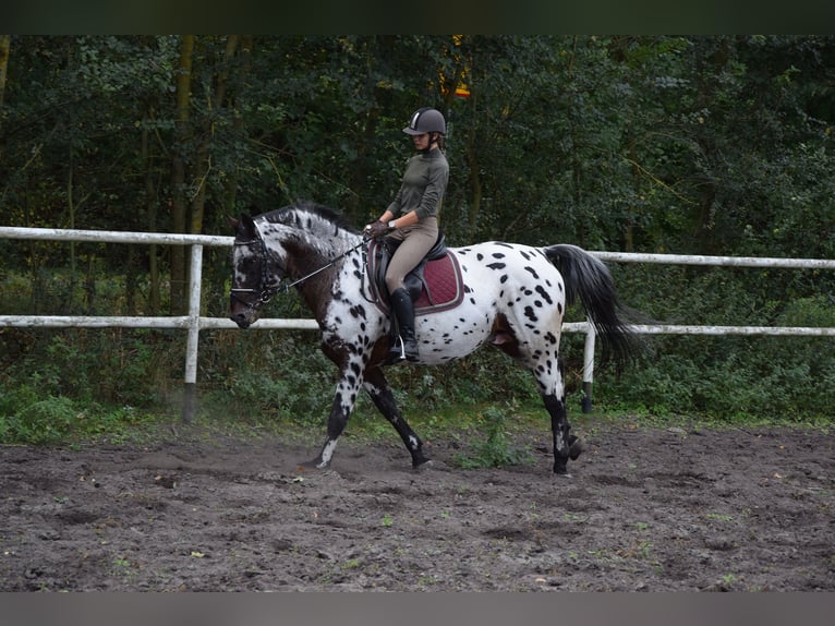 Sang-chaud polonais Étalon 9 Ans 165 cm Léopard in Chelmno