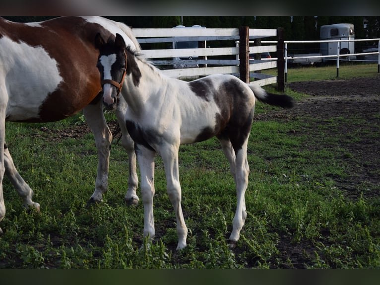 Sang-chaud polonais Étalon Poulain (06/2024) 170 cm Pinto in Chelmno