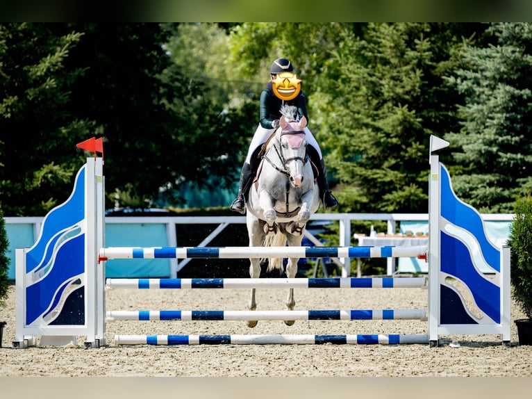 Sang-chaud polonais Hongre 12 Ans 163 cm Gris in Ko&#x144;skie
