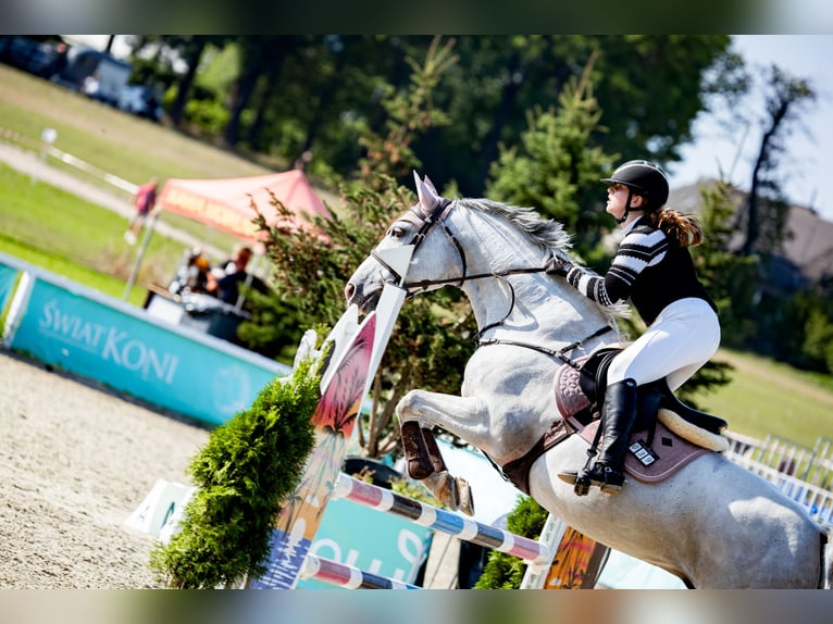 Sang-chaud polonais Hongre 12 Ans 163 cm Gris in Ko&#x144;skie
