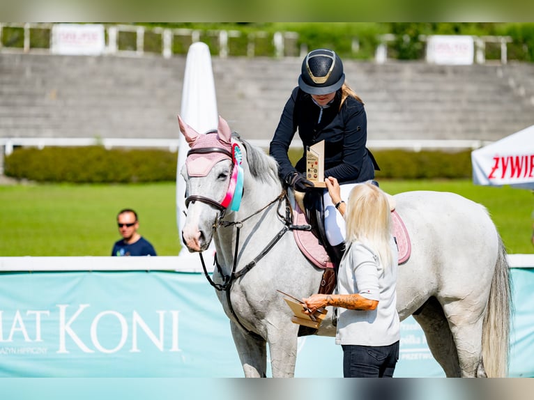 Sang-chaud polonais Hongre 12 Ans 163 cm Gris in Ko&#x144;skie
