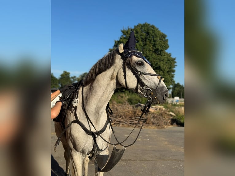 Sang-chaud polonais Hongre 13 Ans 165 cm Gris in Hohenbocka