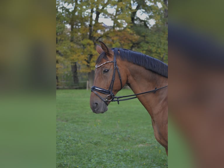 Sang-chaud polonais Hongre 13 Ans 173 cm Alezan in Traunreut