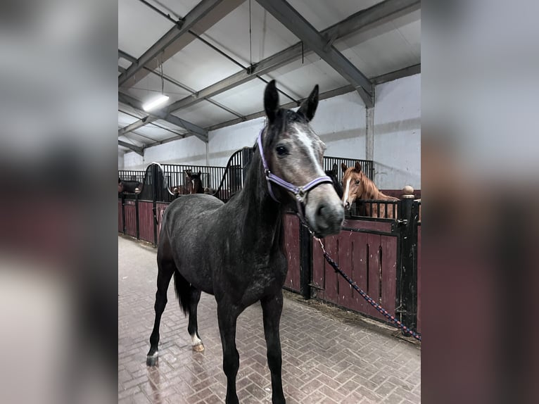 Sang-chaud polonais Croisé Hongre 2 Ans 156 cm Peut devenir gris in Warsaw