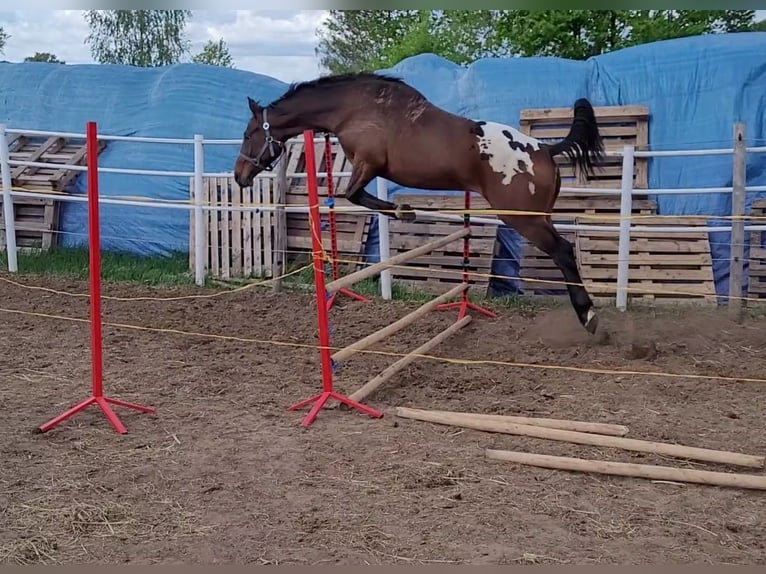 Sang-chaud polonais Hongre 3 Ans 159 cm Léopard in Krajenka
