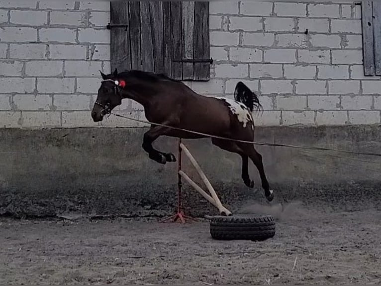 Sang-chaud polonais Hongre 3 Ans 159 cm Léopard in Krajenka