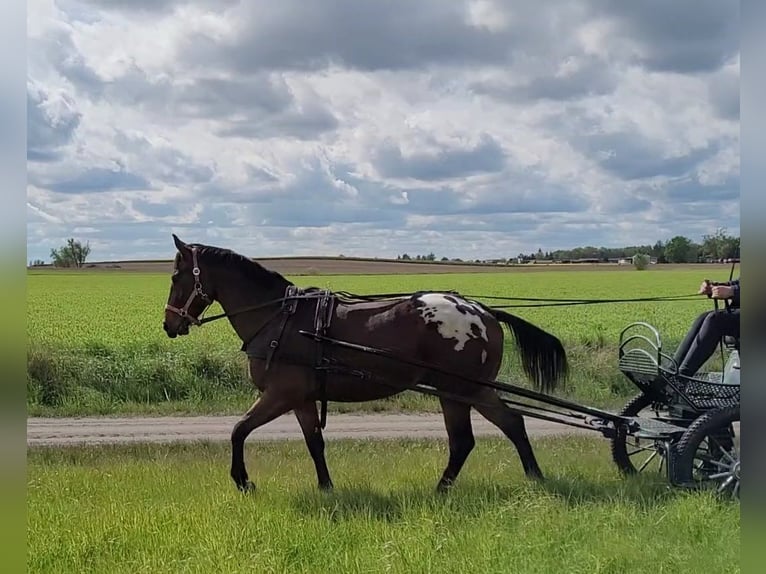 Sang-chaud polonais Hongre 3 Ans 159 cm Léopard in Krajenka