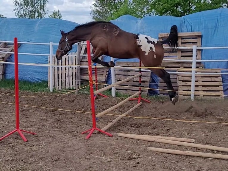 Sang-chaud polonais Hongre 3 Ans 164 cm Léopard in Krajenka