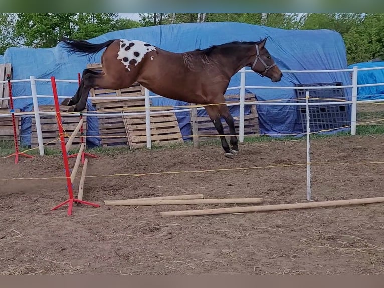 Sang-chaud polonais Hongre 3 Ans 164 cm Léopard in Krajenka