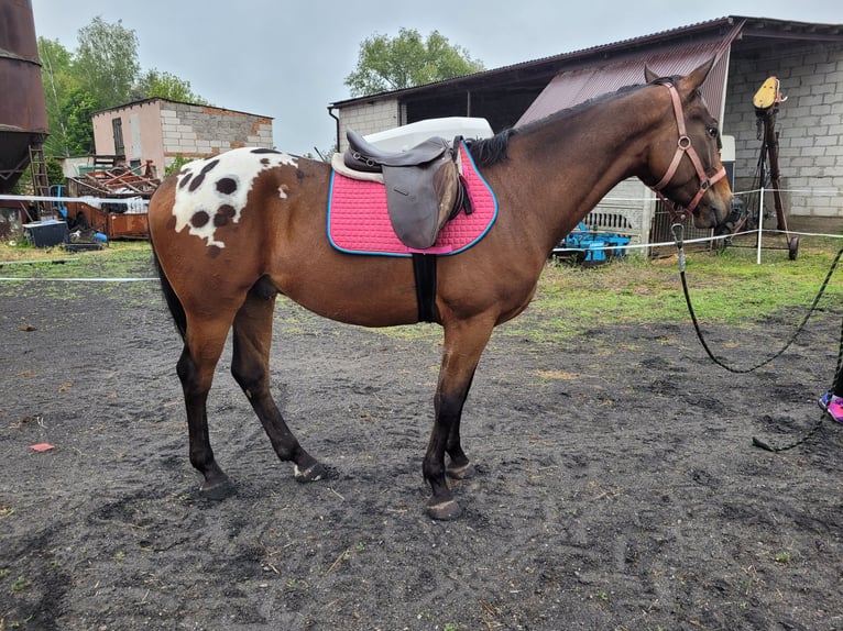 Sang-chaud polonais Hongre 3 Ans 164 cm Léopard in Krajenka