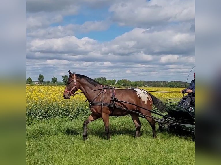 Sang-chaud polonais Hongre 3 Ans 164 cm Léopard in Krajenka