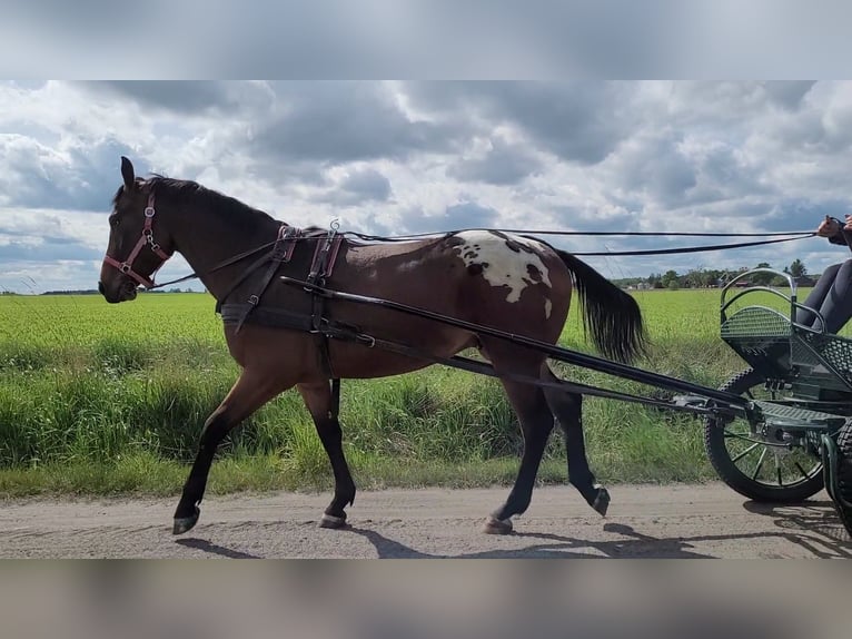 Sang-chaud polonais Hongre 3 Ans 164 cm Léopard in Krajenka