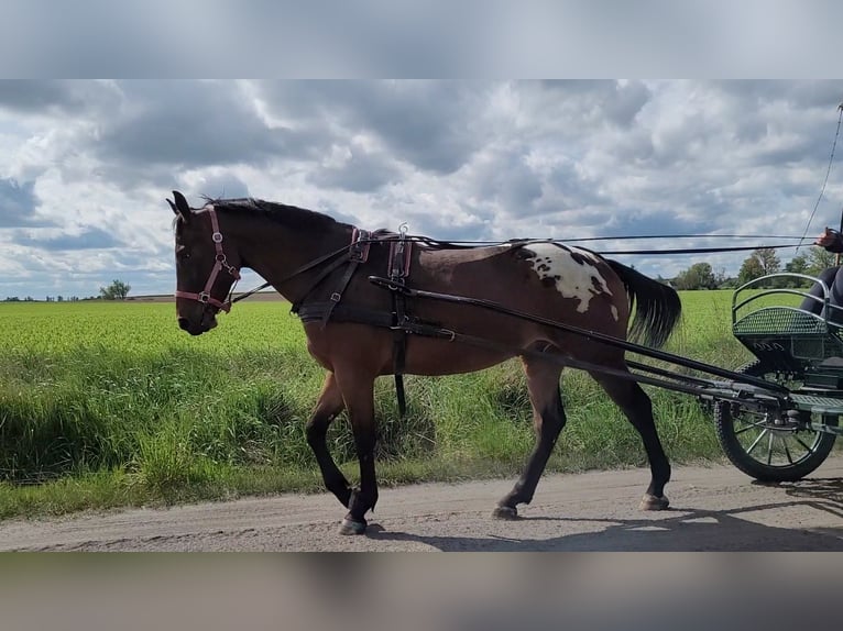 Sang-chaud polonais Hongre 3 Ans 164 cm Léopard in Krajenka