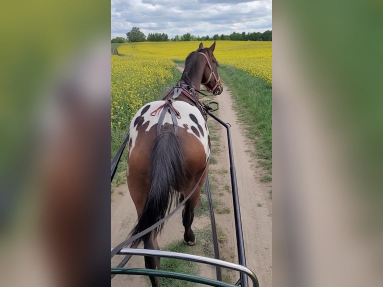 Sang-chaud polonais Hongre 3 Ans 164 cm Léopard in Krajenka