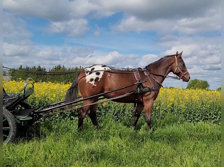 Sang-chaud polonais Hongre 3 Ans 164 cm Léopard in Krajenka
