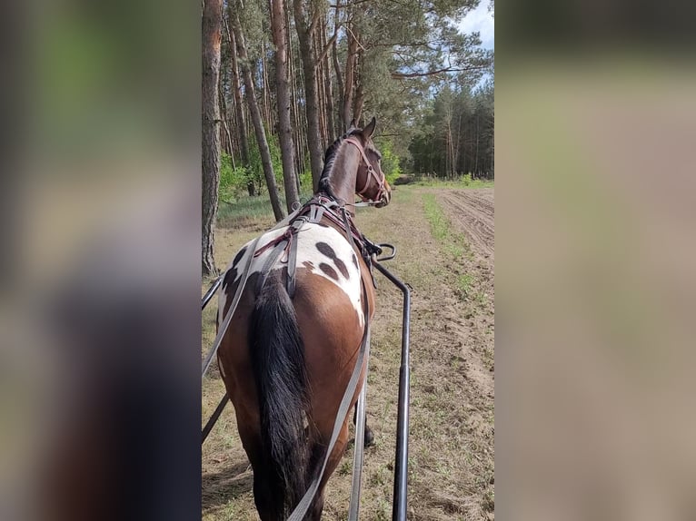Sang-chaud polonais Hongre 3 Ans 164 cm Léopard in Krajenka