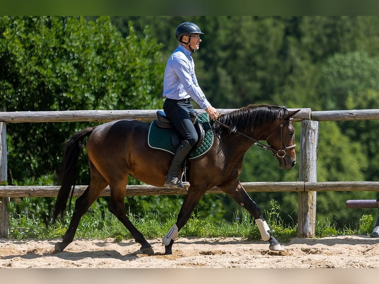Sang-chaud polonais Hongre 4 Ans 143 cm Bai in Lutomia G&#xF3;rna