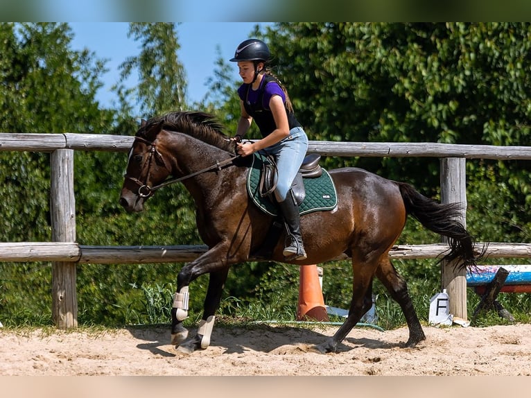 Sang-chaud polonais Hongre 4 Ans 143 cm Bai in Lutomia G&#xF3;rna