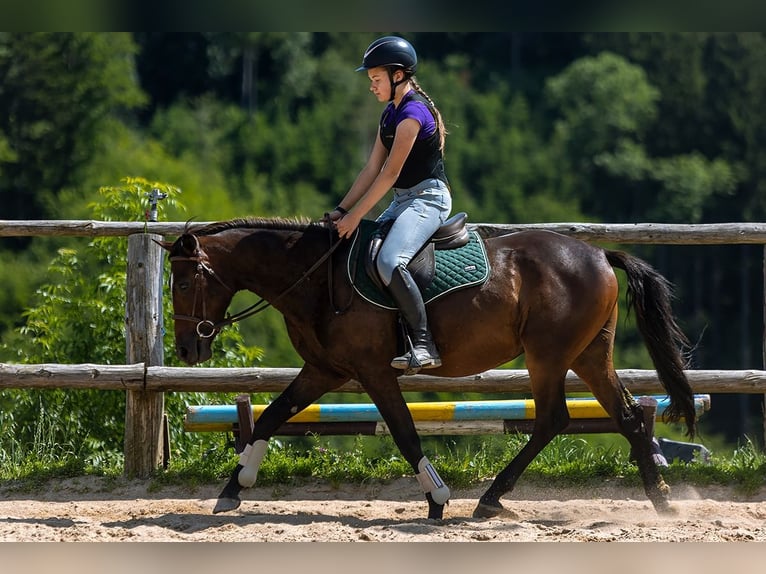 Sang-chaud polonais Hongre 4 Ans 143 cm Bai in Lutomia G&#xF3;rna