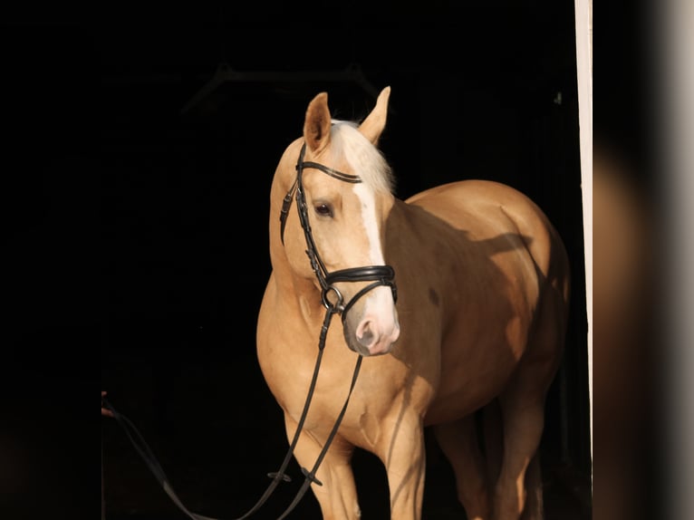 Sang-chaud polonais Hongre 6 Ans 164 cm Palomino in Westerkappeln