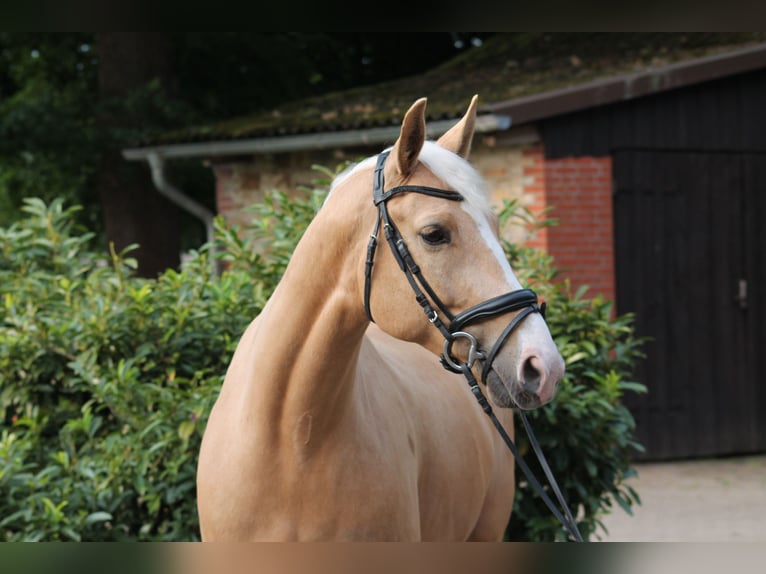 Sang-chaud polonais Hongre 6 Ans 164 cm Palomino in Westerkappeln