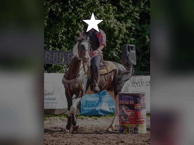 Sang-chaud polonais Hongre 6 Ans 170 cm Pinto in Bückeburg