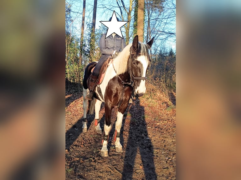 Sang-chaud polonais Hongre 6 Ans 170 cm Pinto in Bückeburg