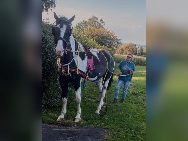 Sang-chaud polonais Hongre 6 Ans 170 cm Pinto in Bückeburg