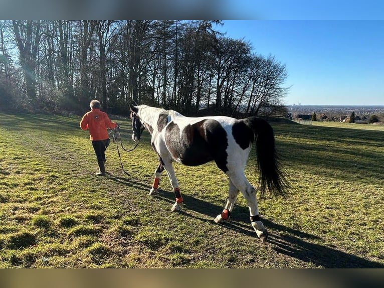 Sang-chaud polonais Hongre 6 Ans 170 cm Pinto in Bückeburg