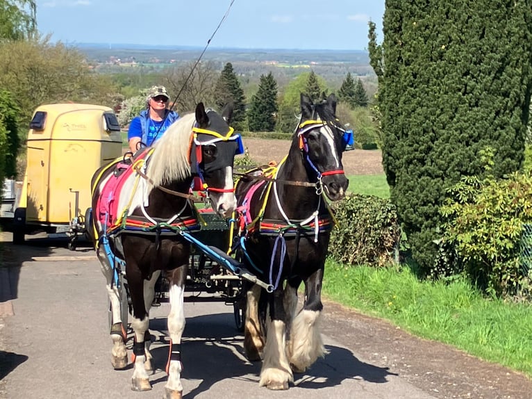 Sang-chaud polonais Hongre 6 Ans 170 cm Pinto in Bückeburg