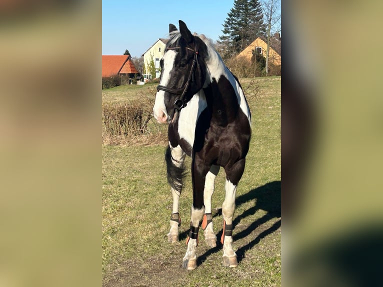 Sang-chaud polonais Hongre 6 Ans 170 cm Pinto in Bückeburg