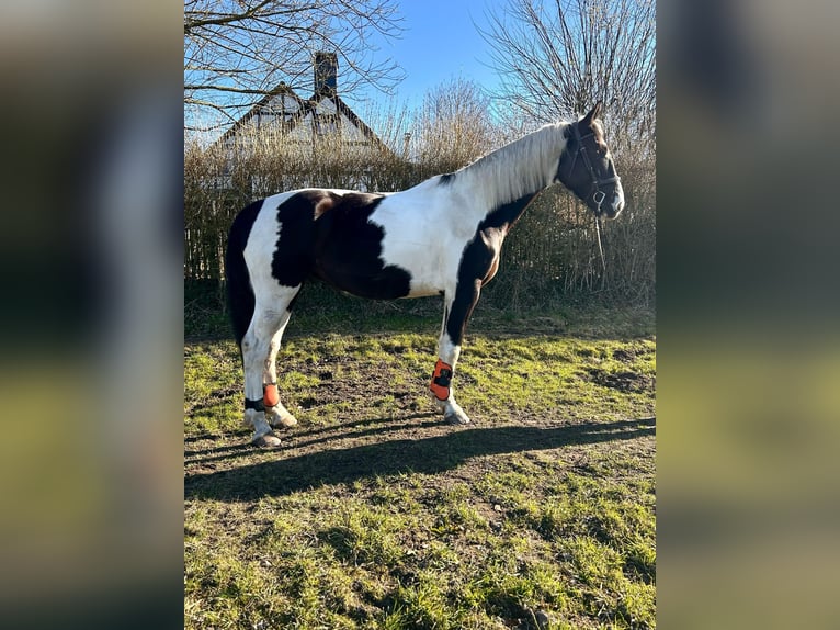Sang-chaud polonais Hongre 6 Ans 170 cm Pinto in Bückeburg