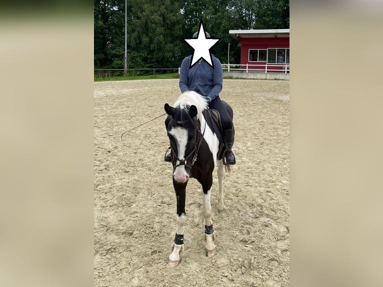 Sang-chaud polonais Hongre 6 Ans 170 cm Pinto in Bückeburg