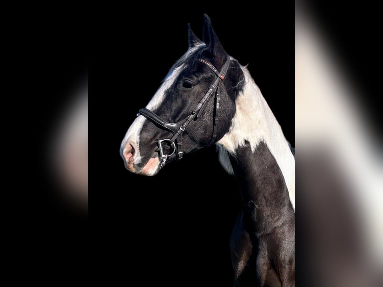 Sang-chaud polonais Hongre 6 Ans 170 cm Pinto in Bückeburg