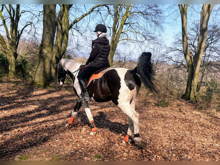 Sang-chaud polonais Hongre 6 Ans 170 cm Pinto in Bückeburg