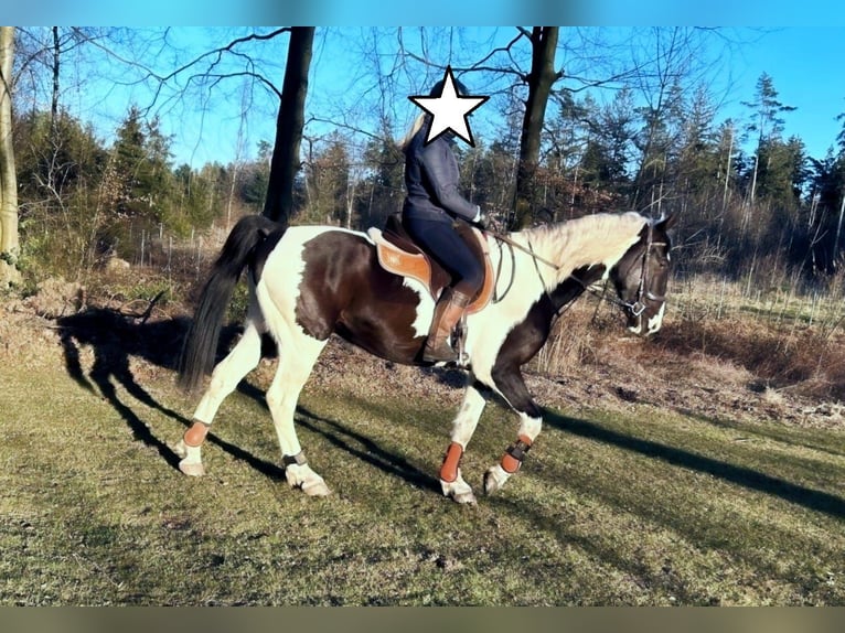 Sang-chaud polonais Hongre 6 Ans 170 cm Pinto in Bückeburg