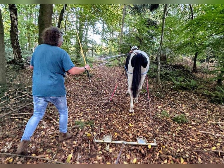 Sang-chaud polonais Hongre 6 Ans 170 cm Pinto in Bückeburg